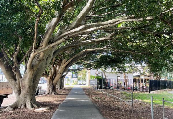 Arboriculture