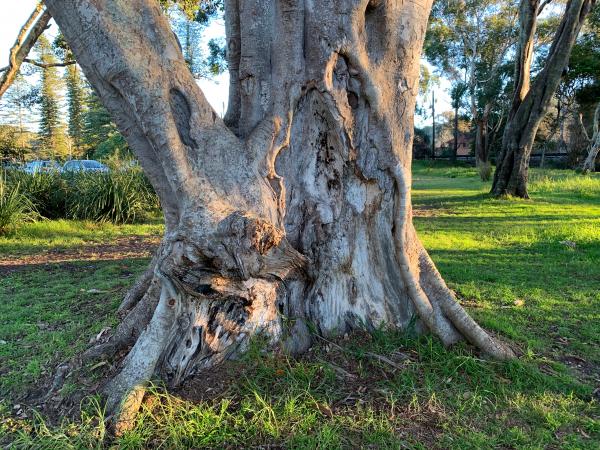 Tree stump